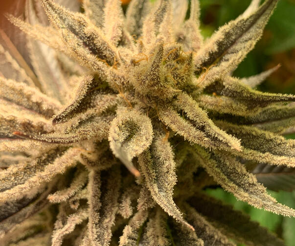 Tropicana OGEE