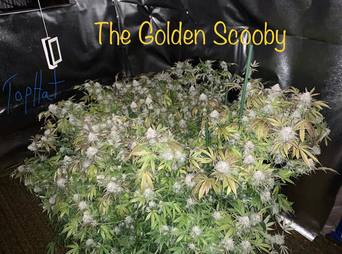 The Golden Scooby