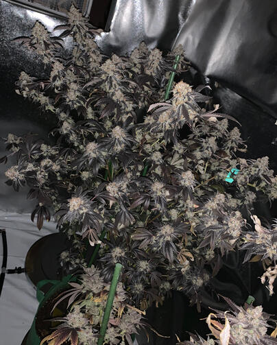 Purple lilac Purple lilac