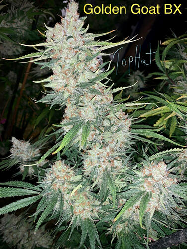 Golden Goat