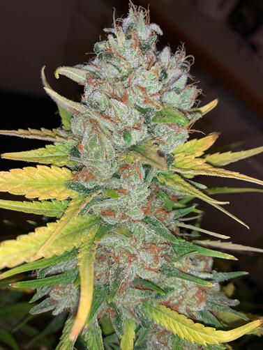 Tropicana OGEE