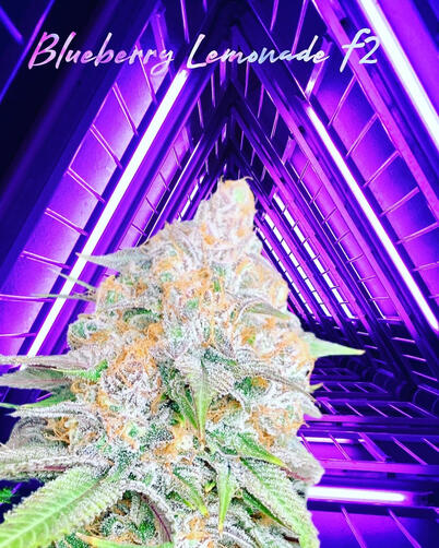 Blueberry lemonade, F2