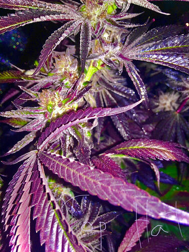Scooby Snacks F2 Scooby Snacks F2