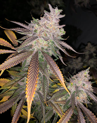 Lilac OGBX1
