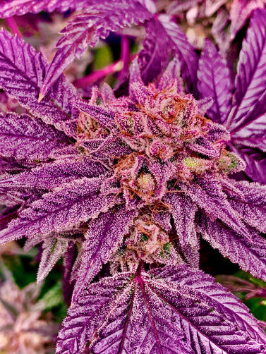 Purple Punch